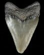 Juvenile Megalodon Tooth #69316-1